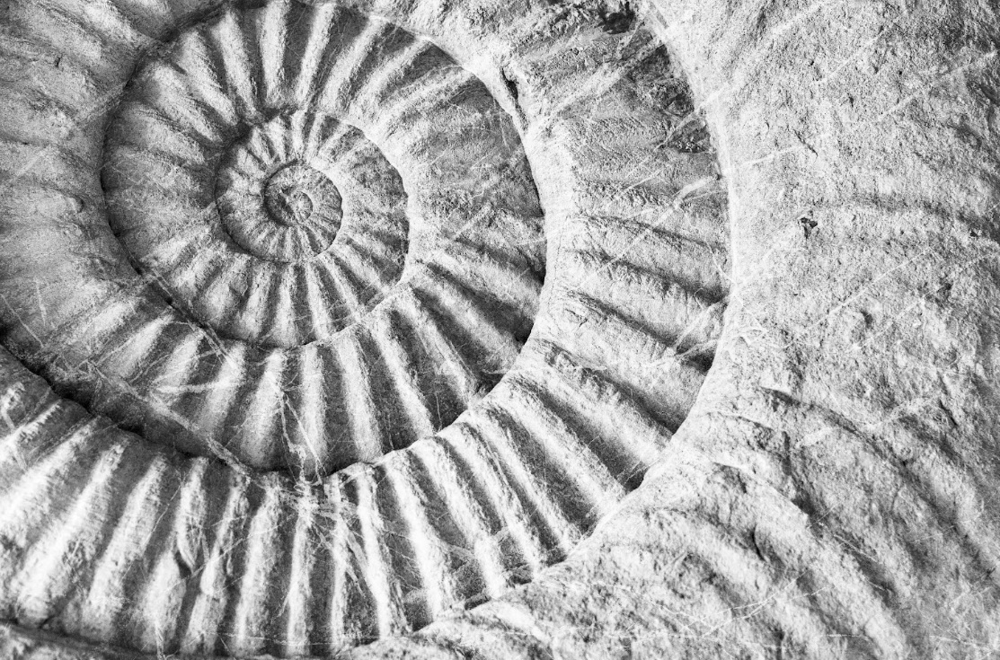 &laquo;Vida y evoluci&oacute;n: el juego de lo posible&raquo;