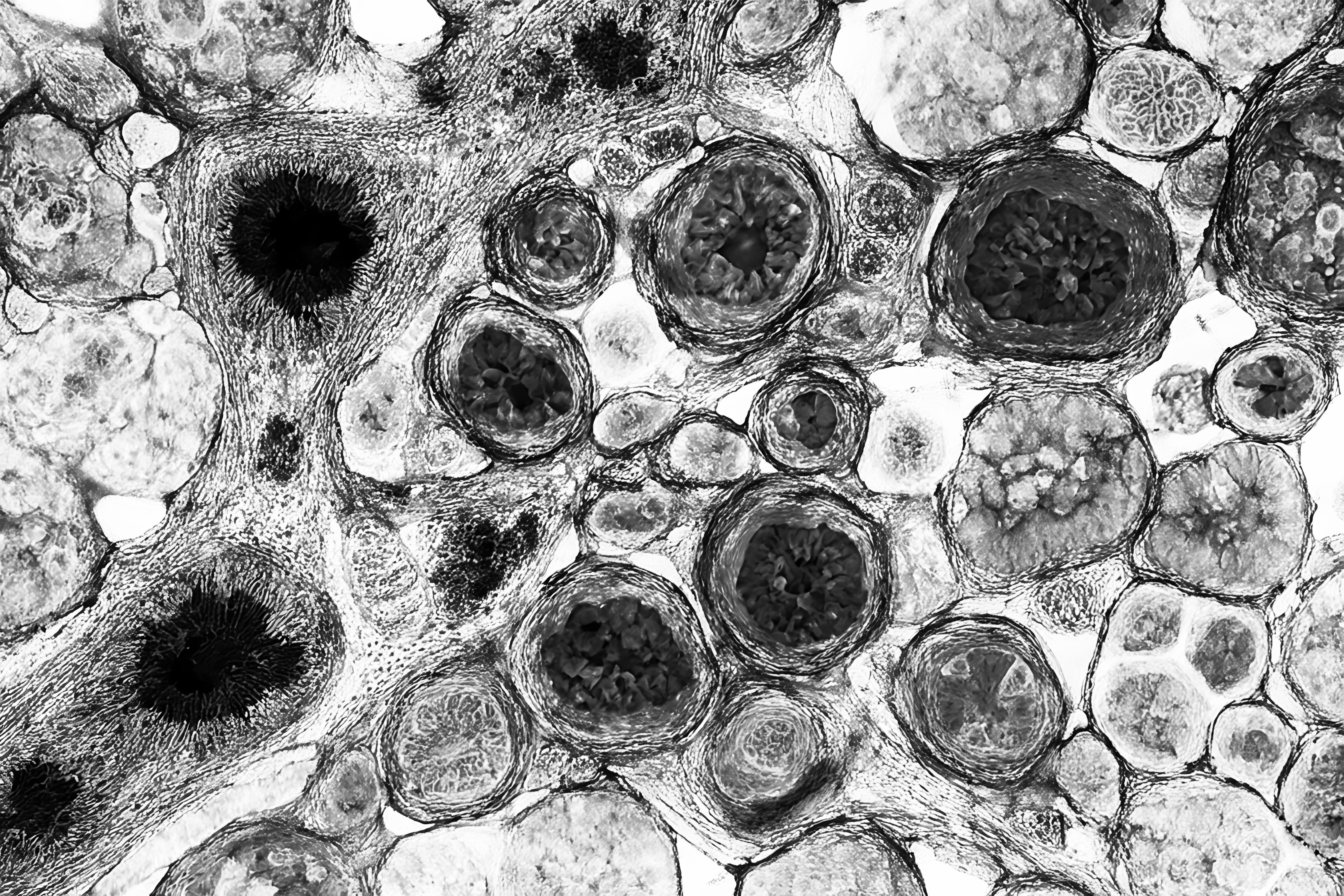 &laquo;Los virus, h&eacute;roes y villanos&raquo;
