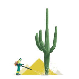 250507DiasDeLucesYcactus_260