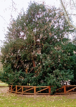 Tejo del Retiro. &Aacute;rbol emblem&aacute;tico.