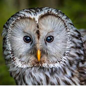 Imagen del webinario La recuperación de las rapaces nocturnas