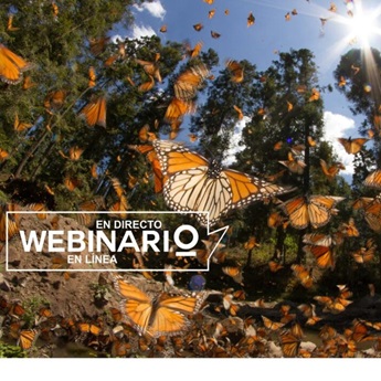 Imagen del webinario: Mariposas urbanas. Resultados uBMS 2025