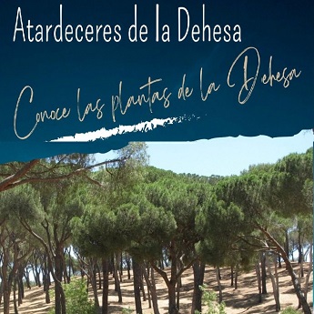 Atardeceres en La Dehesa: conoce las plantas de La Dehesa