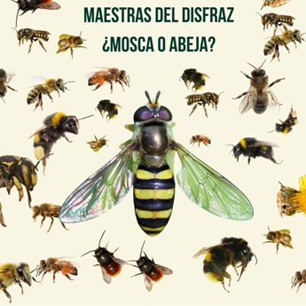 Imagen de la actividad 'Maestras del disfraz, ¿mosca o abeja?'