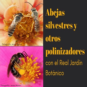 Imagen del Taller: Abejas silvestres y otros polinizadores