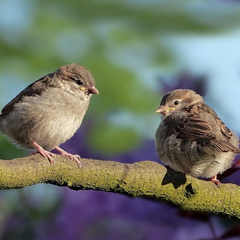 Imagen del taller 'La Biodiversidad y nuestras Aves'.