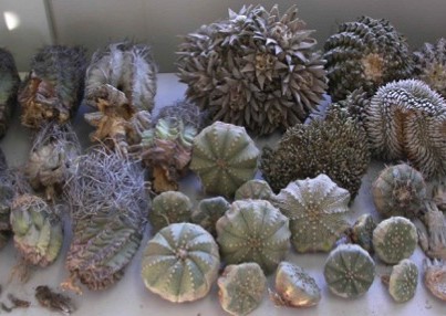 Charla. El Convenio CITES y las cact&aacute;ceas y suculentas