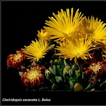 Imagen de la Charla-Taller: Mesembs, algo m&aacute;s que Lithops