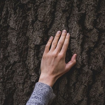 Reconocimiento de árboles en invierno