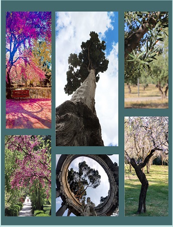 Exposición: 'Árboles en la ciudad de Madrid: Entornos saludables'